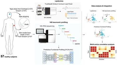 Microbiome and lipidomic analysis reveal the interplay between skin bacteria and lipids in a cohort study